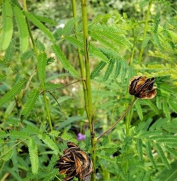 Illinois Bundleflower, Prairie Bundleflower, Prairie Mimosa, Spider Bean, Illinois Desmanthus, Desmanthus illinoensis